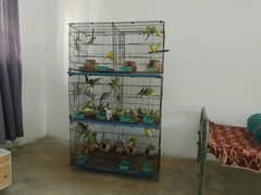 Australian parrot various colors Breader healthy butiful.