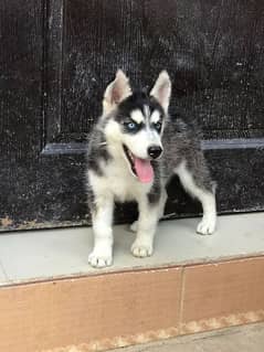 husky female padegree puppy up for sale