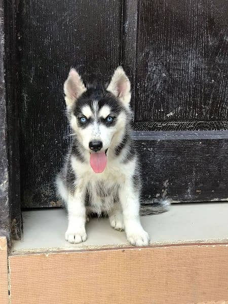 husky female padegree puppy up for sale 1