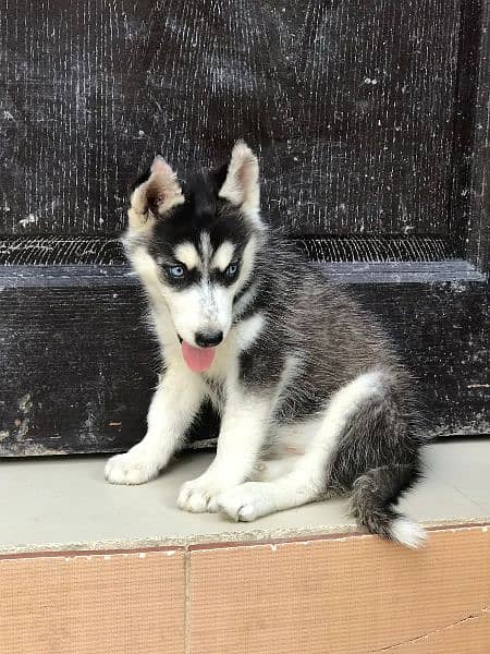 husky female padegree puppy up for sale 2