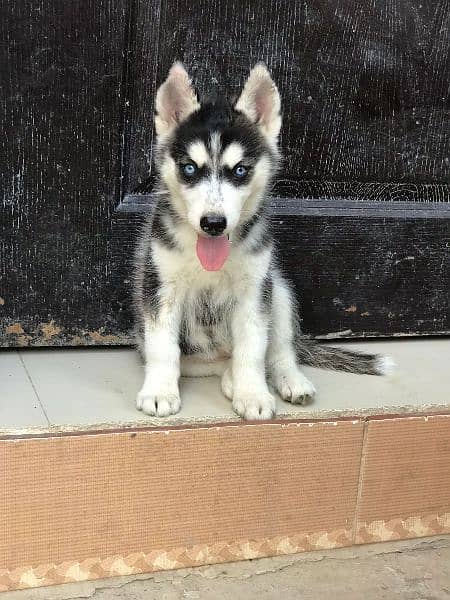 husky female padegree puppy up for sale 3