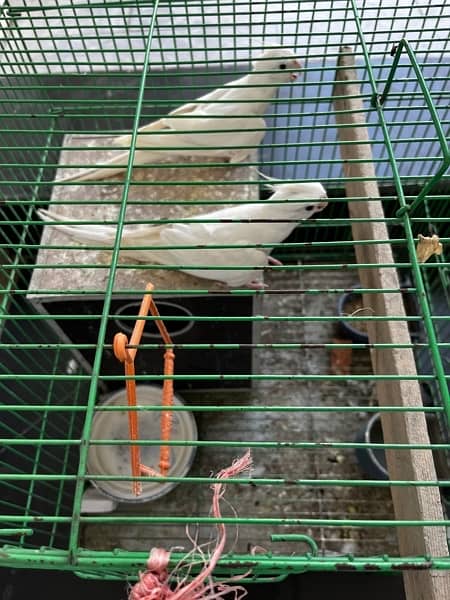 1 PAIR OF BREADER || WITH FREE CAGE || COCKTIEL PARROTS || 1