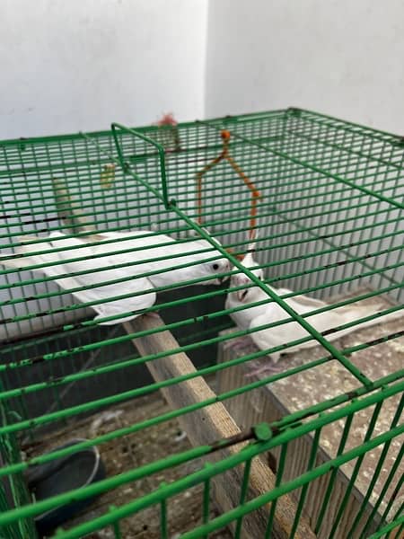1 PAIR OF BREADER || WITH FREE CAGE || COCKTIEL PARROTS || 2