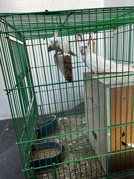 1 PAIR OF BREADER || WITH FREE CAGE || COCKTIEL PARROTS || 5