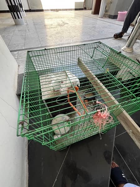 1 PAIR OF BREADER || WITH FREE CAGE || COCKTIEL PARROTS || 8