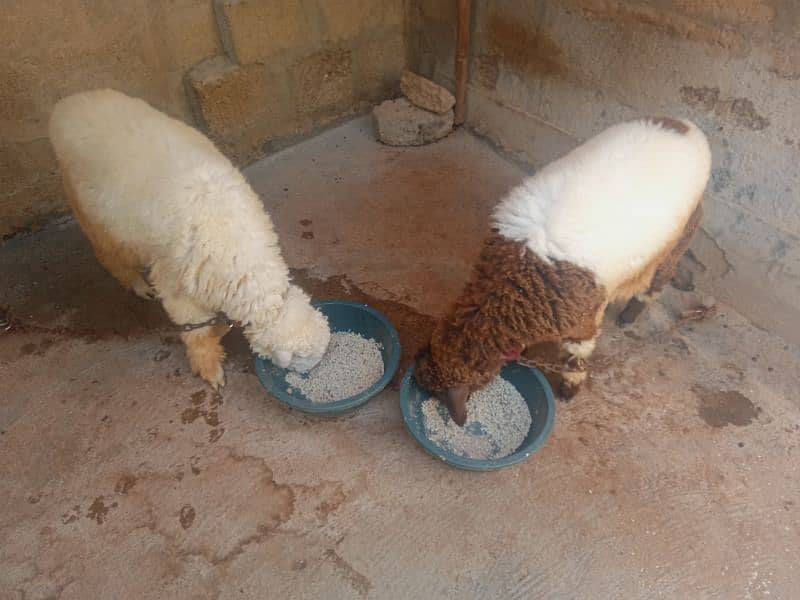 2 male sheep kurbani k liyea brown & white & white 0