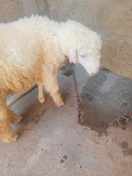 2 male sheep kurbani k liyea brown & white & white 1