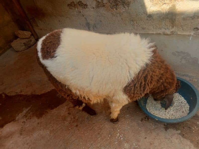 2 male sheep kurbani k liyea brown & white & white 2