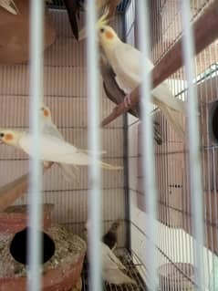 Cocktail, Lutino, Fisher, and Budgies pair for sale in Karachi.
