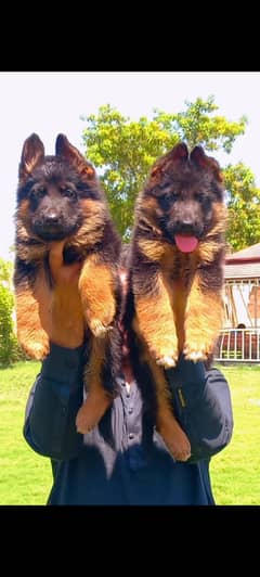 German shephered  Puppies | German shephered  Long Coat  Pair