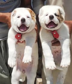 Alabai dog | king Alabai puppies pair security dog 0