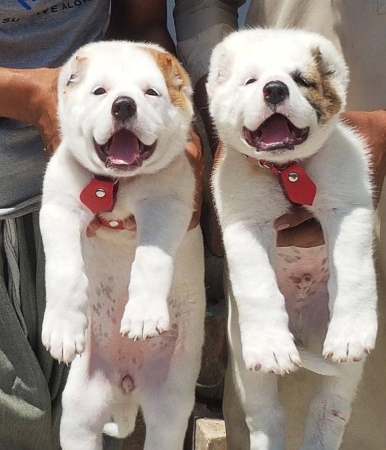 Alabai dog | king Alabai puppies pair security dog 0