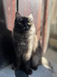 Female persian mix breed cat for sale.