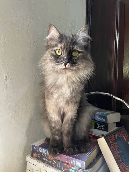 Female persian mix breed cat for sale. 2