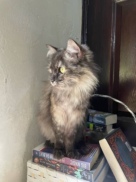Female persian mix breed cat for sale. 3