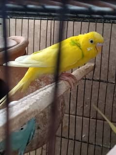 budgie parrots | with cage | Urgent sale