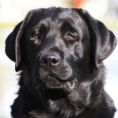 British import Labrador triple coated black female dog