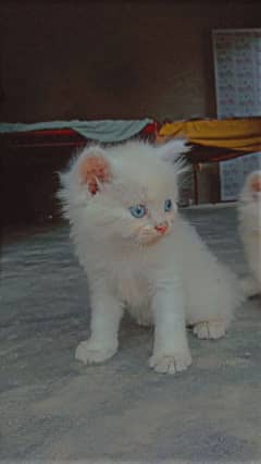 Blue Eyes facedoll Persian so cute