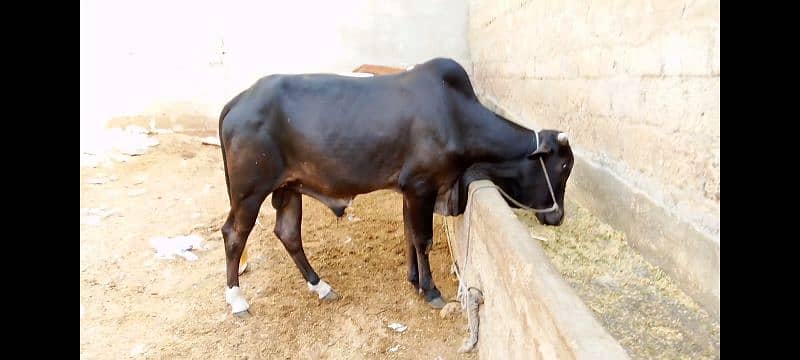 qurbani 2daant bachray 2