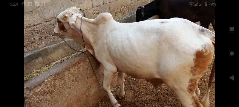 qurbani 2daant bachray 3