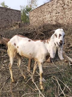 goats for sale 0