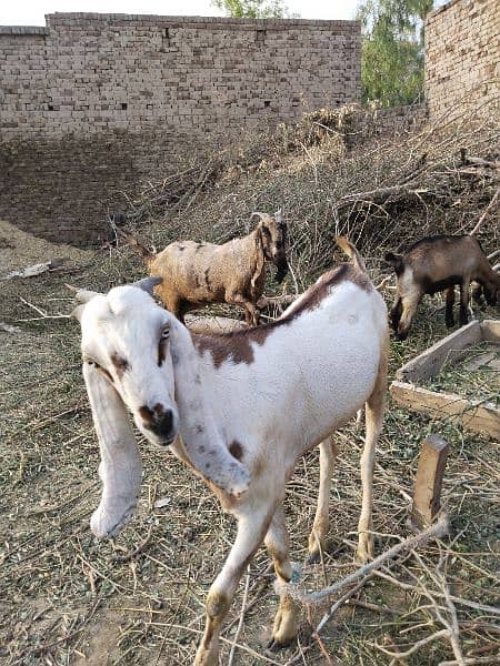 goats for sale 3