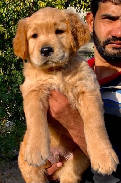 imported  Golden retriever  pedigreed  puppies 0