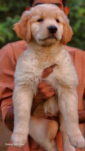 imported  Golden retriever  pedigreed  puppies 1