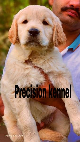 imported  Golden retriever  pedigreed  puppies 2