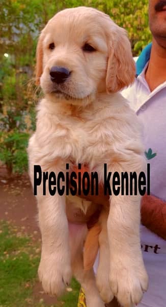 imported  Golden retriever  pedigreed  puppies 3