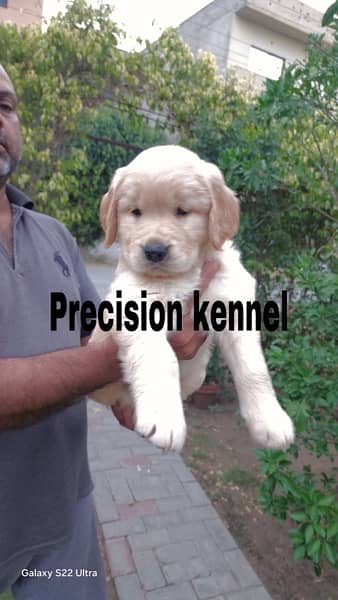 imported  Golden retriever  pedigreed  puppies 4