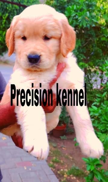 imported  Golden retriever  pedigreed  puppies 5