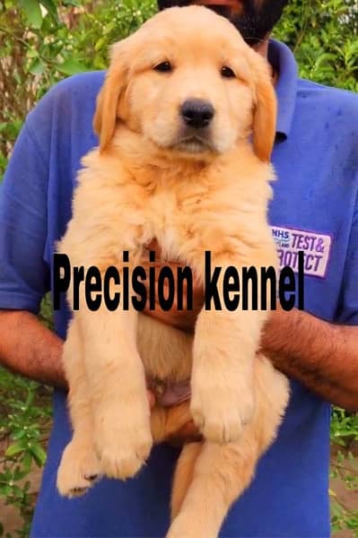 imported  Golden retriever  pedigreed  puppies 6