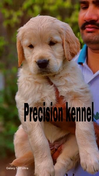 imported  Golden retriever  pedigreed  puppies 7