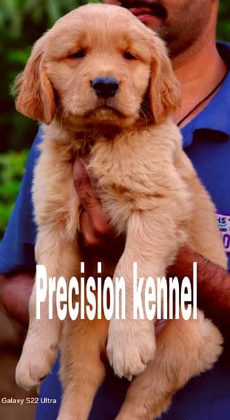 imported  Golden retriever  pedigreed  puppies 8