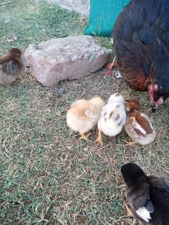 Aseel Chicks available for sale different ages different prices.