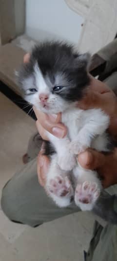 Kittens for sale