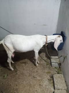 Pure Rajan pure bakri for sell 0