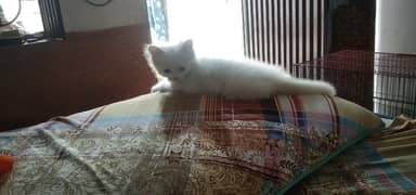 White persian kitten 03017949310