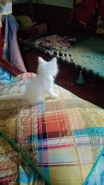 White persian kitten 03017949310 1