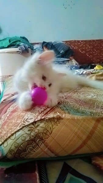 White persian kitten 03017949310 2