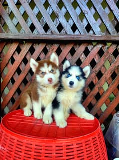 Siberian husky puppies for sale