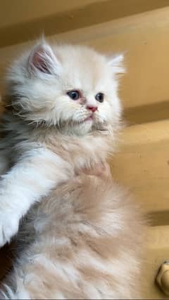 Persian kitten brown or grey punch face