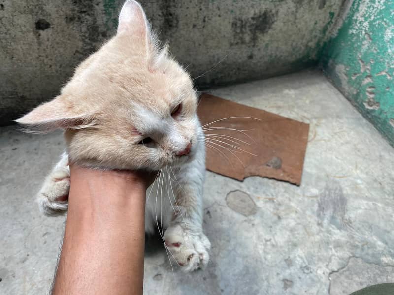 Turkish angora cat 3