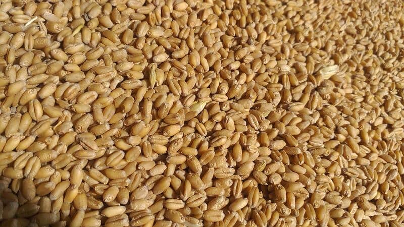 Akbar Wheat for home diet, Ghandum 3,500 1