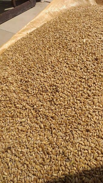 Akbar Wheat for home diet, Ghandum 3,500 2