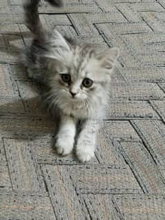 Rare colour Persian cat urgent sale 0