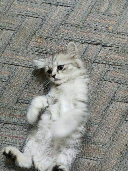 Rare colour Persian cat urgent sale 1