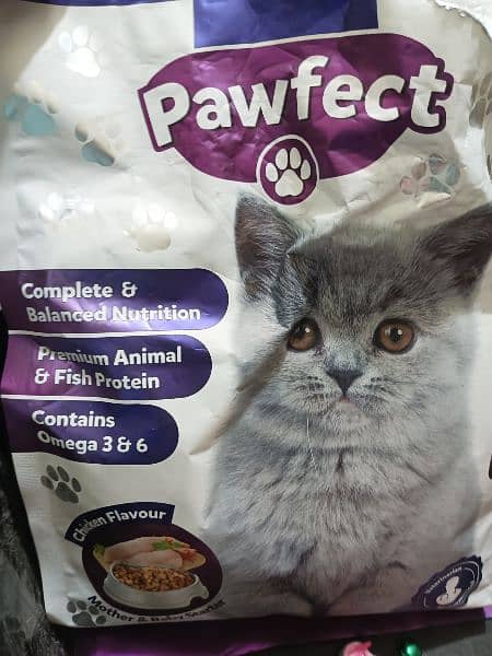 Rare colour Persian cat urgent sale 2