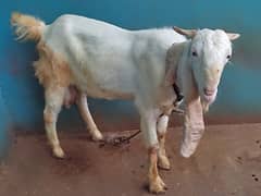 Gulabi Bakra / Goat Pair / بکرا | gulabi bakri | Qurbani bakra 0